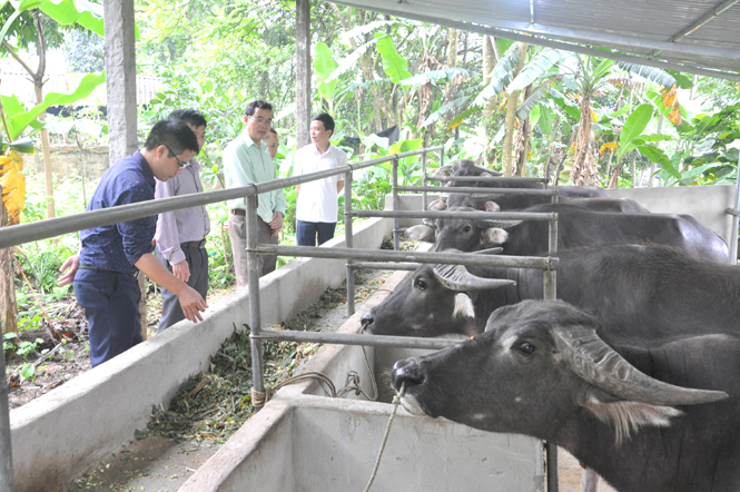 Mô hình nuôi trâu nhốt tổng đàn lớn ở Hương Vĩnh